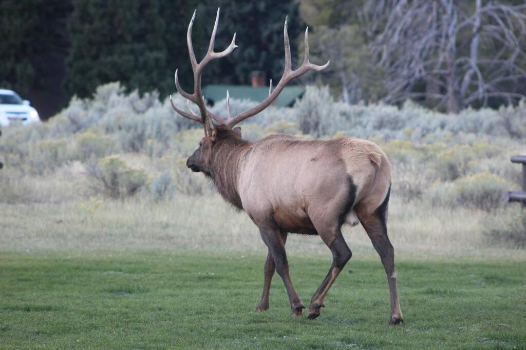 גרדינר Bison Lodge - Lg Home - 2 Bedrooms - Less Than 5 Miles To Yellowstone North Entrance, Sleeps Up To 8 מראה חיצוני תמונה